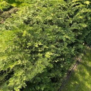 Oszlopos leylandi ciprus – Cupressocyparis leylandii ‘pyramidalis’