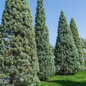 Karcsú arizónai ciprus (CUPRESSUS ARIZONICA ‘FASTIGIATA’)