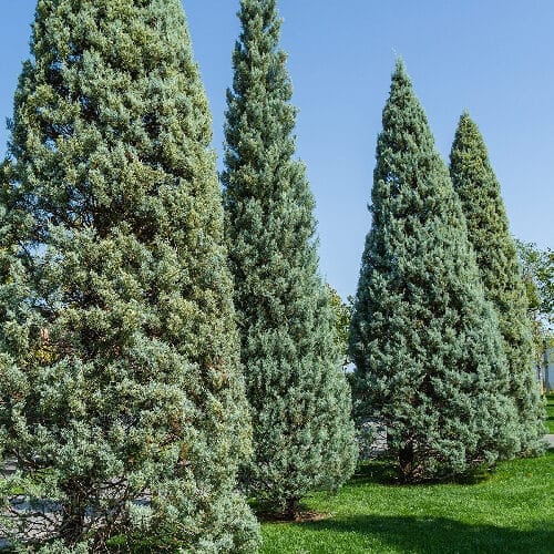Karcsú arizónai ciprus (CUPRESSUS ARIZONICA ‘FASTIGIATA’)