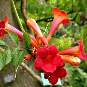 Vörös trombitafolyondár – Campsis radicans ‘red tarantella’