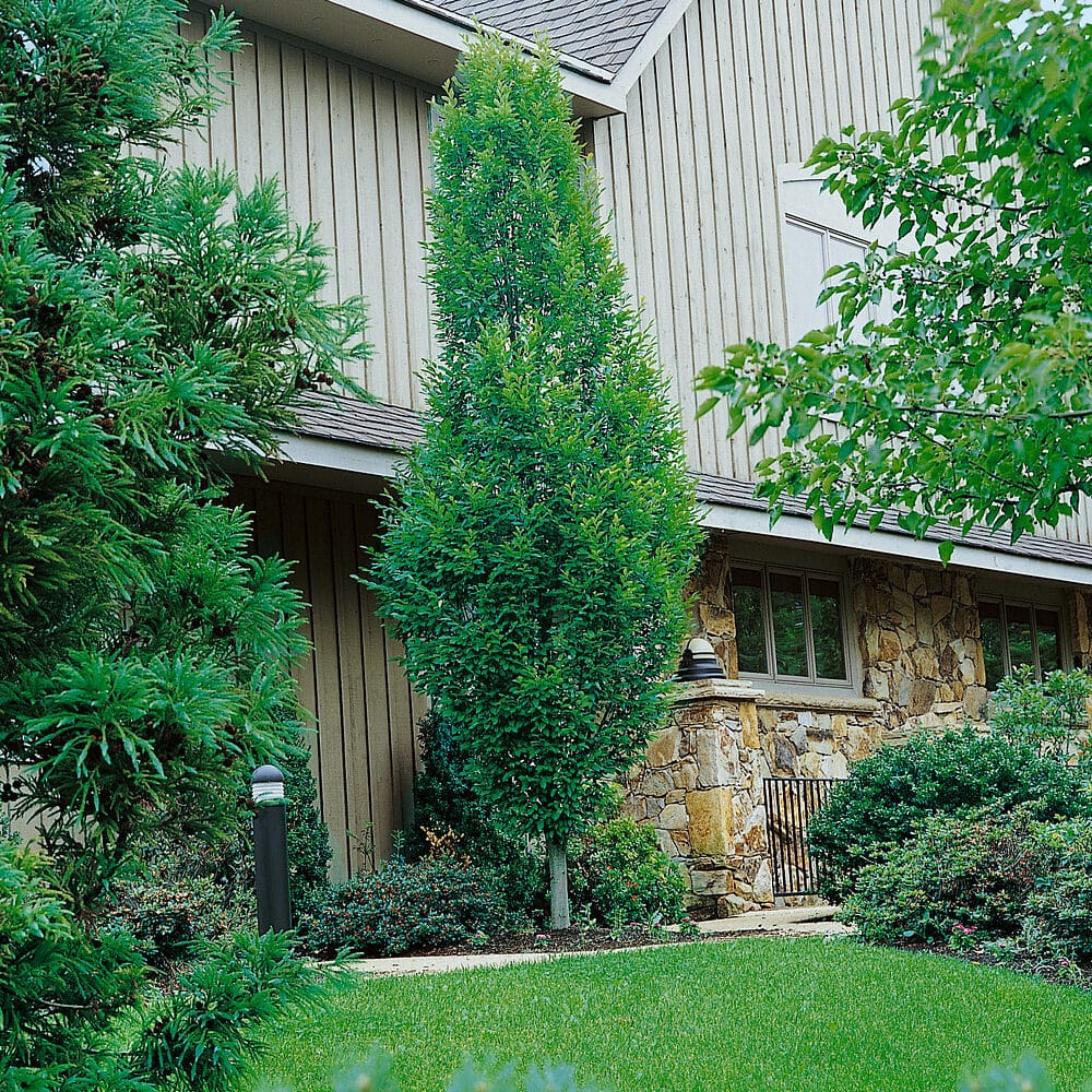 Oszlopos gyertyán (carpinus betulus ‘fastigiata’)