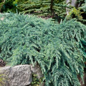 Himalájai terülő cédrus (cedrus deodara ‘feeling blue’)