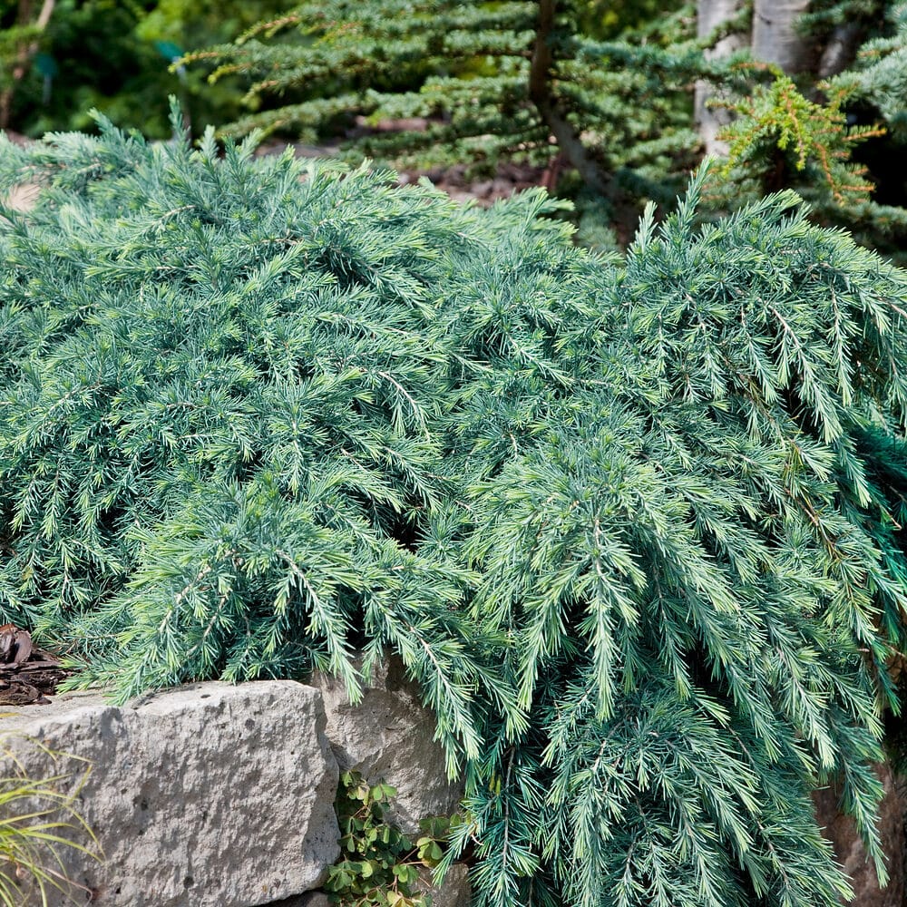 Himalájai terülő cédrus (cedrus deodara ‘feeling blue’)