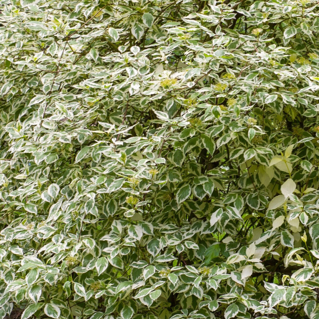 Tarka levelű fehér som (Cornus alba ‘elegantissima’)