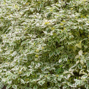 Tarka levelű fehér som (Cornus alba ‘elegantissima’)