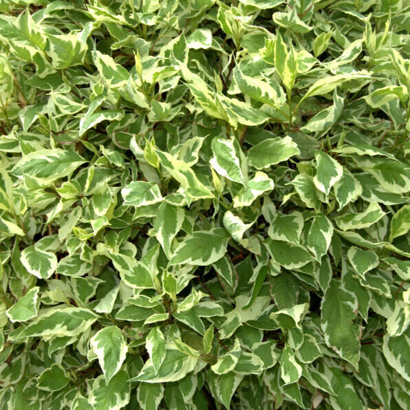 Tarka levelű szibériai som ‘Sibirica Variegata’ (Cornus alba ‘Sibirica Variegata’)