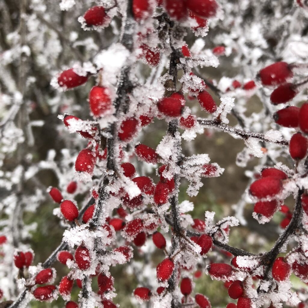 Legyező madárbirs (Cotoneaster horizontalis)