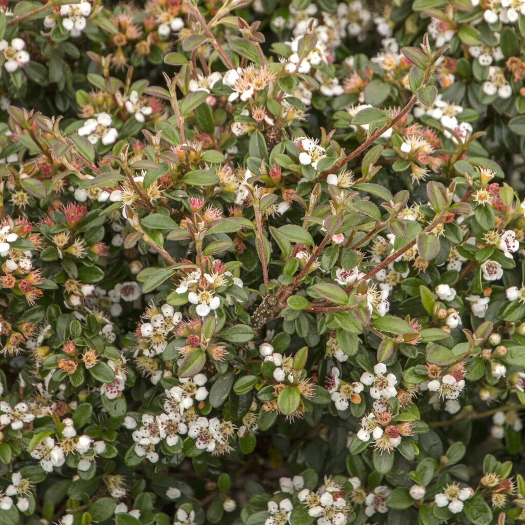 Terülő madárbirs (Cotoneaster dammeri ‘Eichholz’)