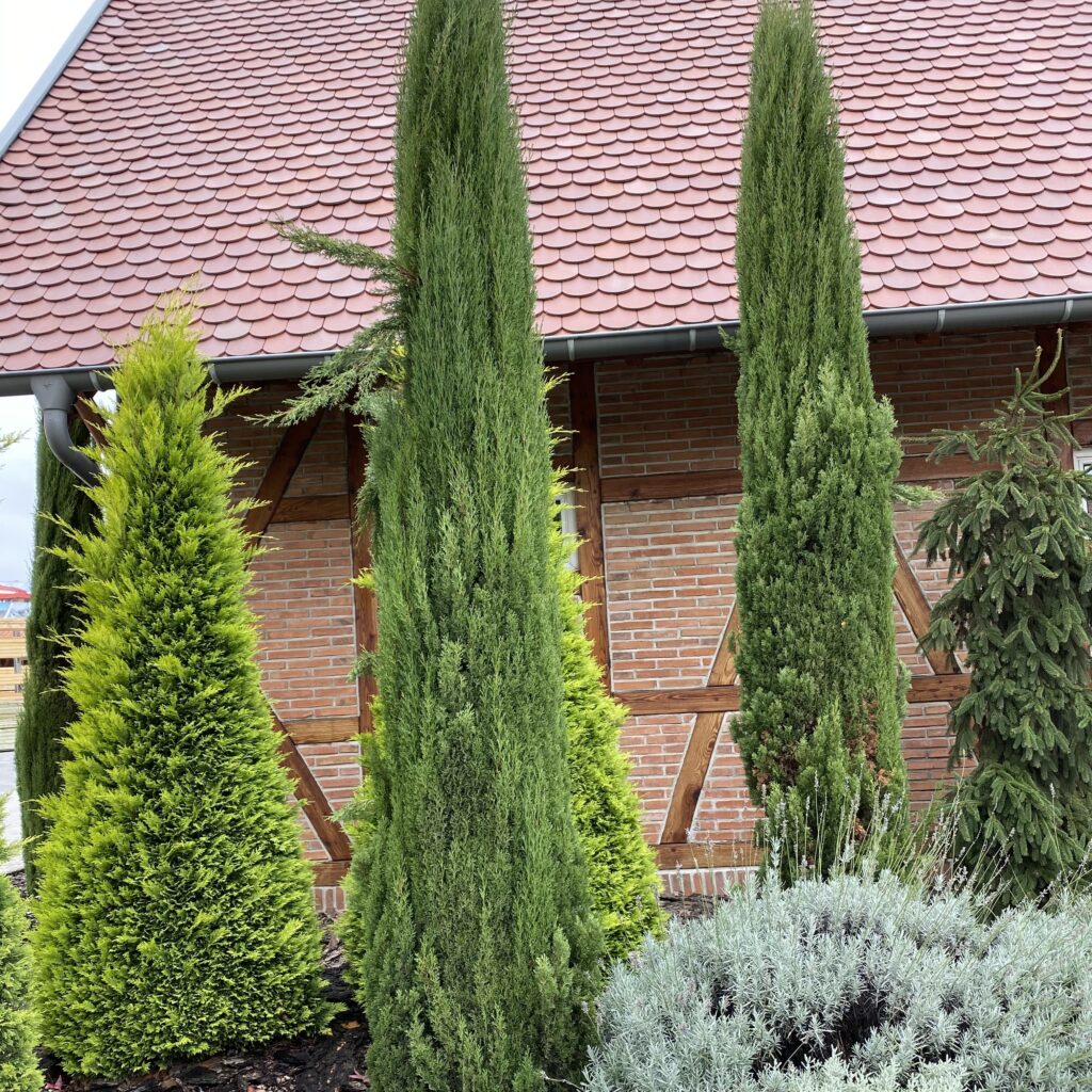Európai ciprus (Cupressus sempervirens ‘Totem’)