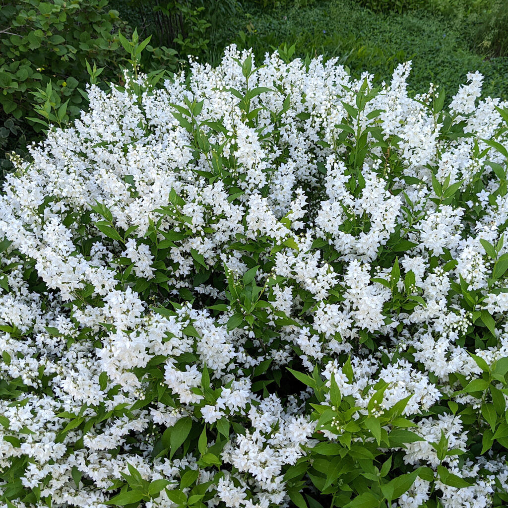 Karcsú gyöngyvirágcserje (Deutzia gracilis)