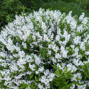 Karcsú gyöngyvirágcserje (Deutzia gracilis)
