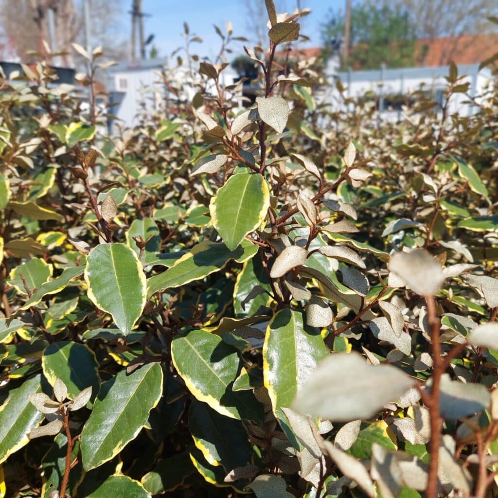 Tarka ezüstfa (elaeagnus ebbingei ‘viveleg’)