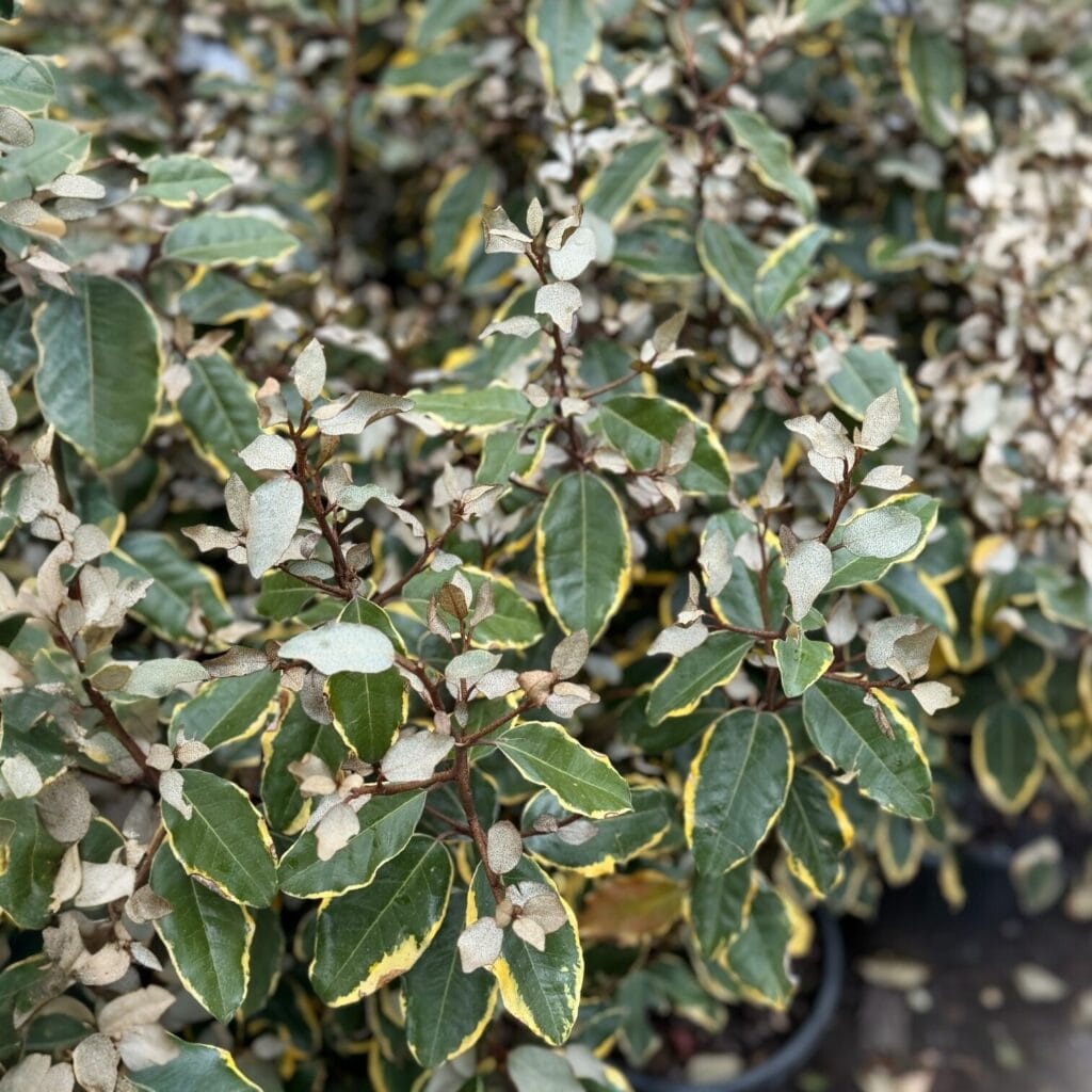 Tarka ezüstfa (elaeagnus ebbingei ‘viveleg’)
