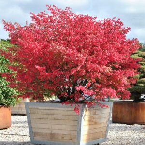 Szárnyas kecskerágó (Euonymus alatus)