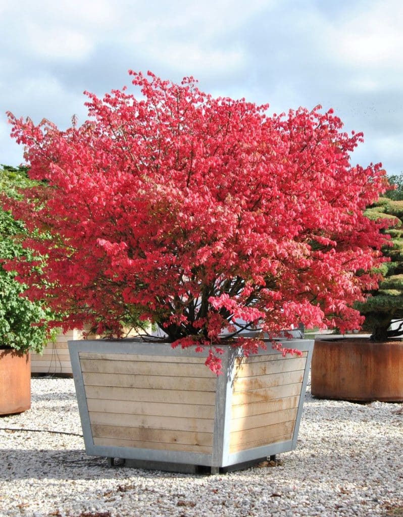 Szárnyas kecskerágó (Euonymus alatus)