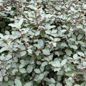 Ezüstfa (Elaeagnus ebbingei ‘compacta’)