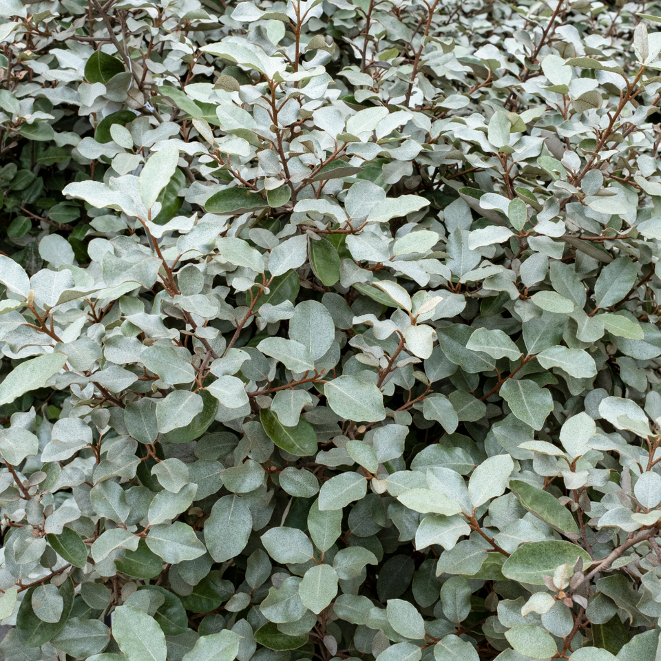 Ezüstfa (Elaeagnus ebbingei ‘compacta’)