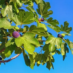 Közönséges füge (ficus carica sp.)