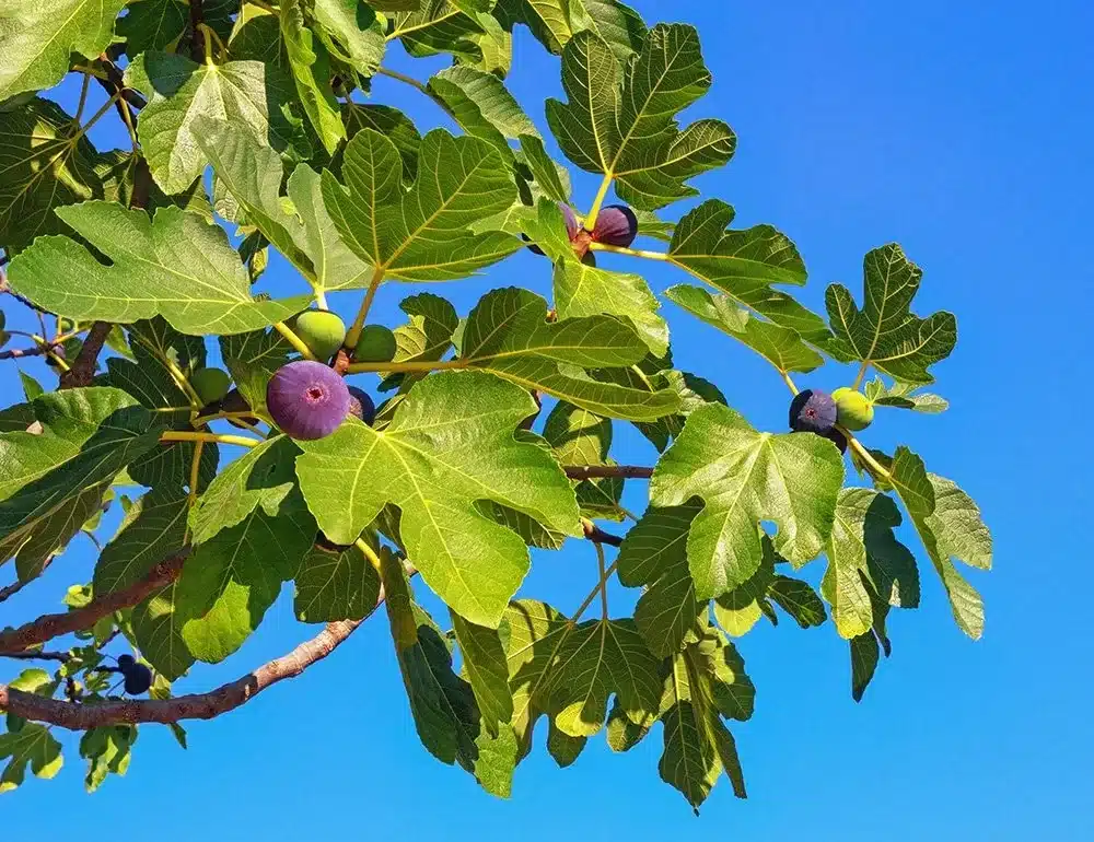 Közönséges füge (ficus carica sp.)