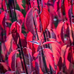 Veresgyűrű som (Cornus alba ‘Kesselringii’)
