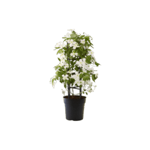 Hegyi iszalag – Clematis montana