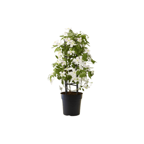 Hegyi iszalag – Clematis montana