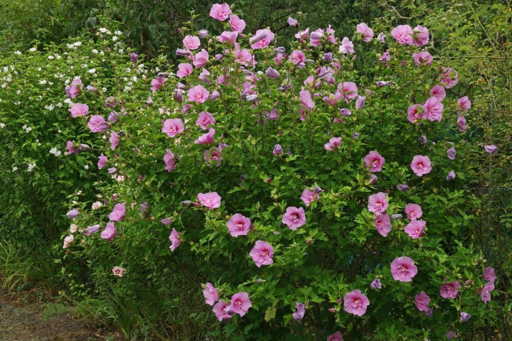 Törökrózsa (hibiscus syriacus)