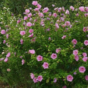 Törökrózsa (hibiscus syriacus)
