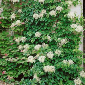 Kúszó hortenzia (Hydrangea anomala ‘petiolaris’)