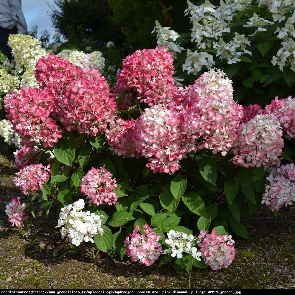 Bugás hortenzia (Hydrangea paniculata ‘Pink Diamond’)