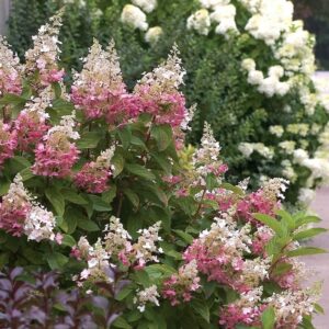 Bugás hortenzia (Hydrangea paniculata ‘Pinky Winky’)
