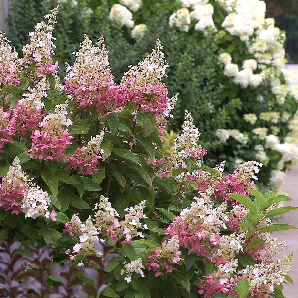 Bugás hortenzia (Hydrangea paniculata ‘Pinky Winky’)