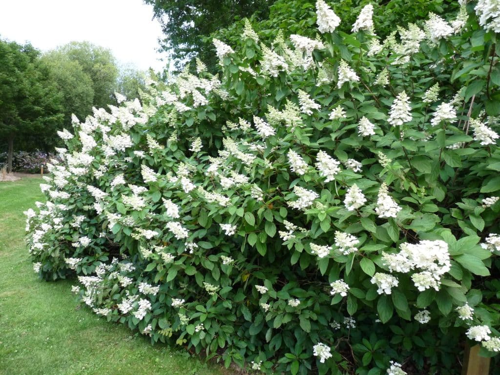 Bugás hortenzia (Hydrangea paniculata ‘Tardiva’)
