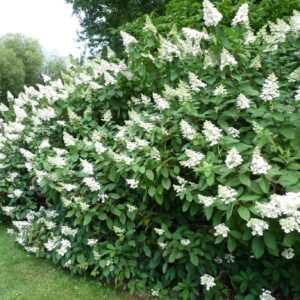 Bugás hortenzia (Hydrangea paniculata ‘Tardiva’)