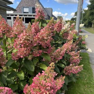 Bugás hortenzia (Hydrangea paniculata ‘Wim’s Red’)