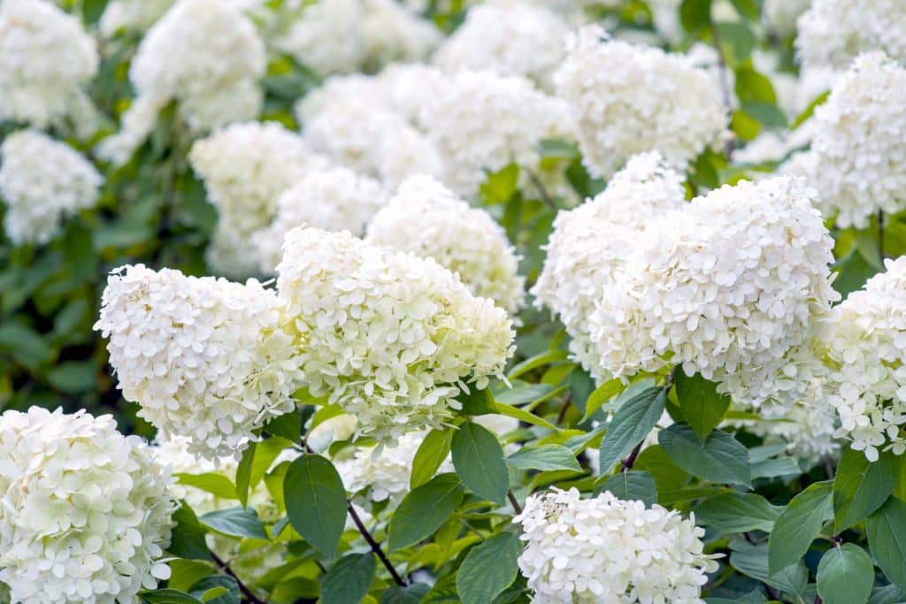 Bugás hortenzia (Hydrangea paniculata ‘grandiflora’)