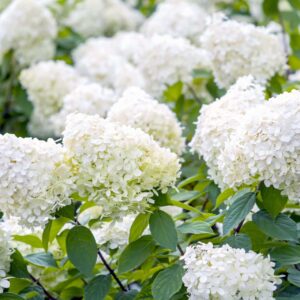 Bugás hortenzia (Hydrangea paniculata ‘grandiflora’)