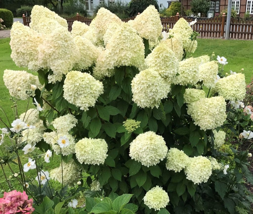 Bugás hortenzia (Hydrangea paniculata ‘Limelight’)
