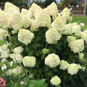 Bugás hortenzia (Hydrangea paniculata ‘Limelight’)