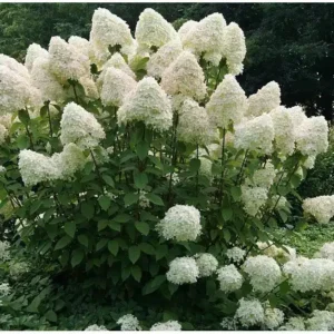 Bugás hortenzia (Hydrangea paniculata ‘Phantom’)
