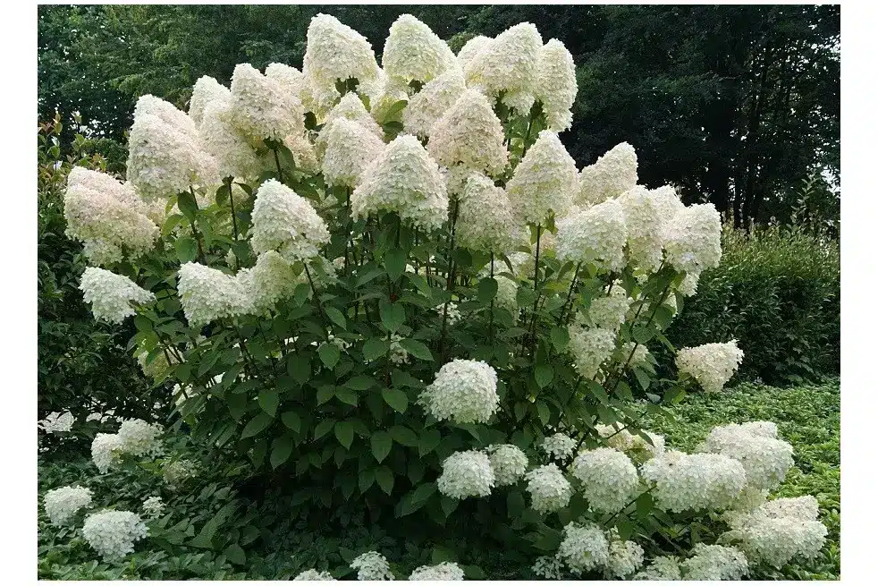 Bugás hortenzia (Hydrangea paniculata ‘Phantom’)
