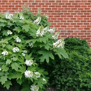 Tölgylevelű hortenzia (Hydrangea quercifolia)