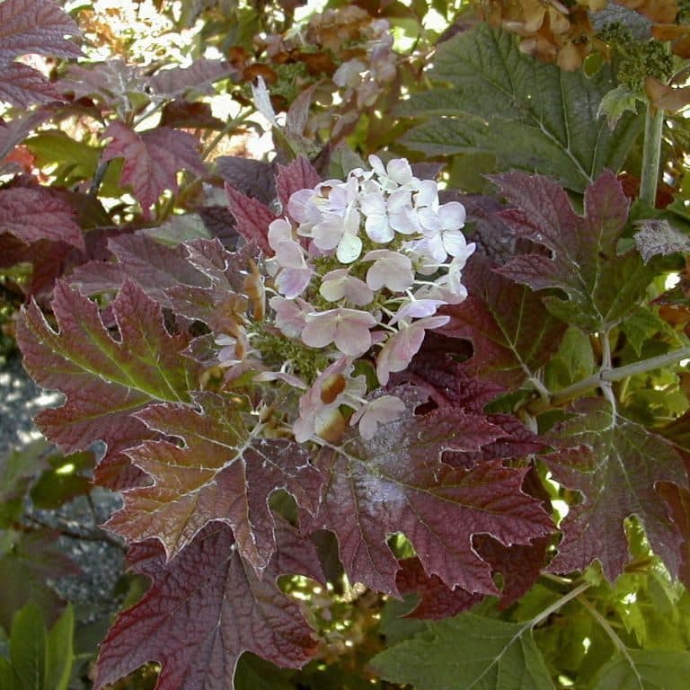 Tölgylevelű hortenzia (Hydrangea quercifolia ‘burgundy’)
