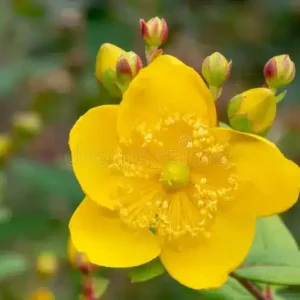 Kínai orbáncfű (Hypericum patulum)