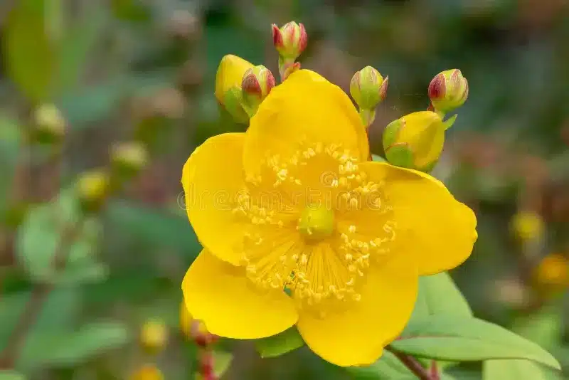 Kínai orbáncfű (Hypericum patulum)