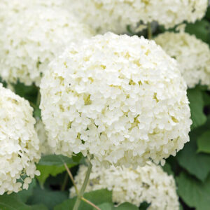 Cserjés hortenzia (Hydrangea arborescens ‘Annabelle’)