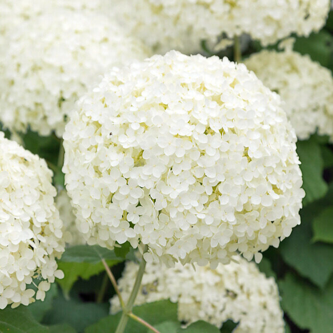 Cserjés hortenzia (Hydrangea arborescens ‘Annabelle’)