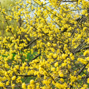 Húsos som (Cornus mas)