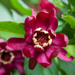 Illatos fűszercserje (Calycanthus floridus ‘aphrodite’)