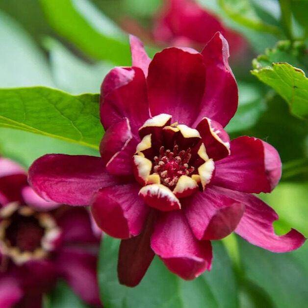 Illatos fűszercserje (Calycanthus floridus ‘aphrodite’)